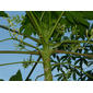 Carica papaya L.