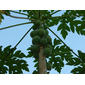 Carica papaya L.